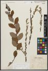 Foto von Salix starkeana Willd.